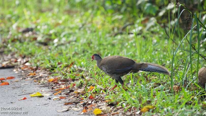 Silver Pheasant female adult, identification