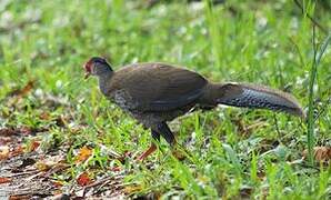 Silver Pheasant