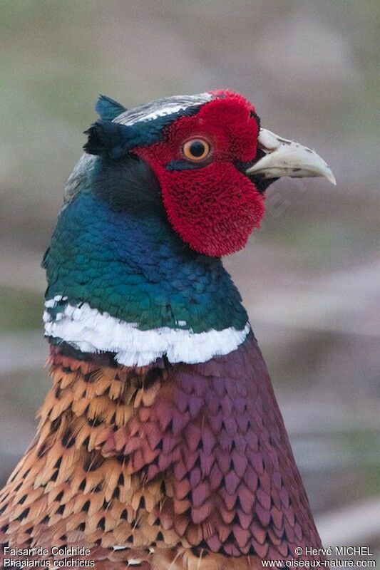 Common Pheasant male adult, identification