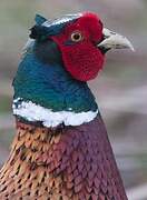 Common Pheasant