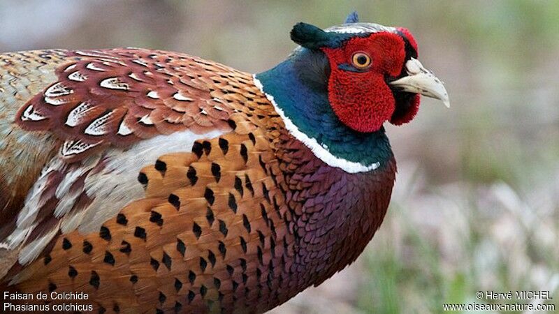 Common Pheasant male adult, identification