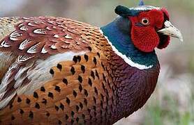 Common Pheasant