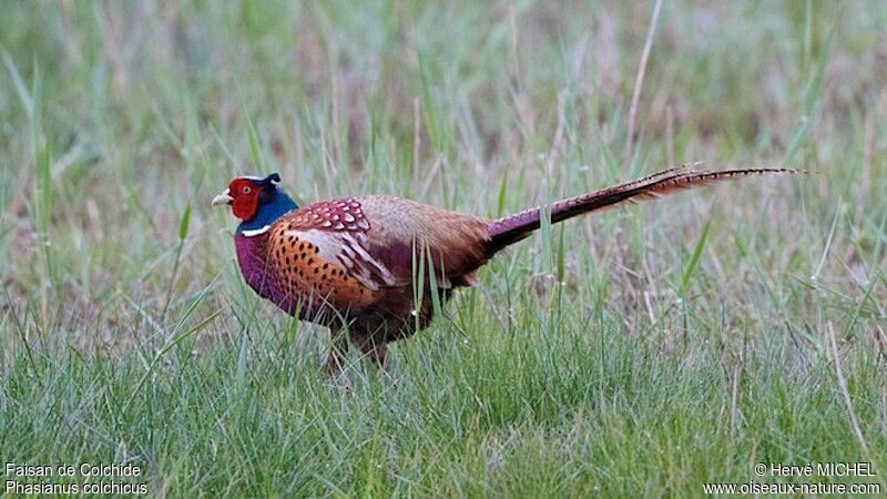 Common Pheasant male adult, identification