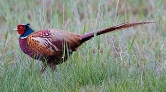 Common Pheasant