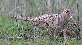 Common Pheasant