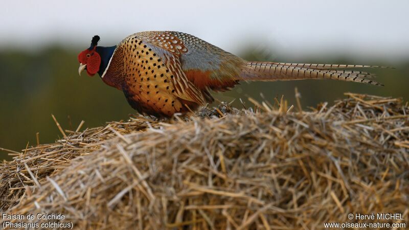 Common Pheasant male adult breeding, courting display