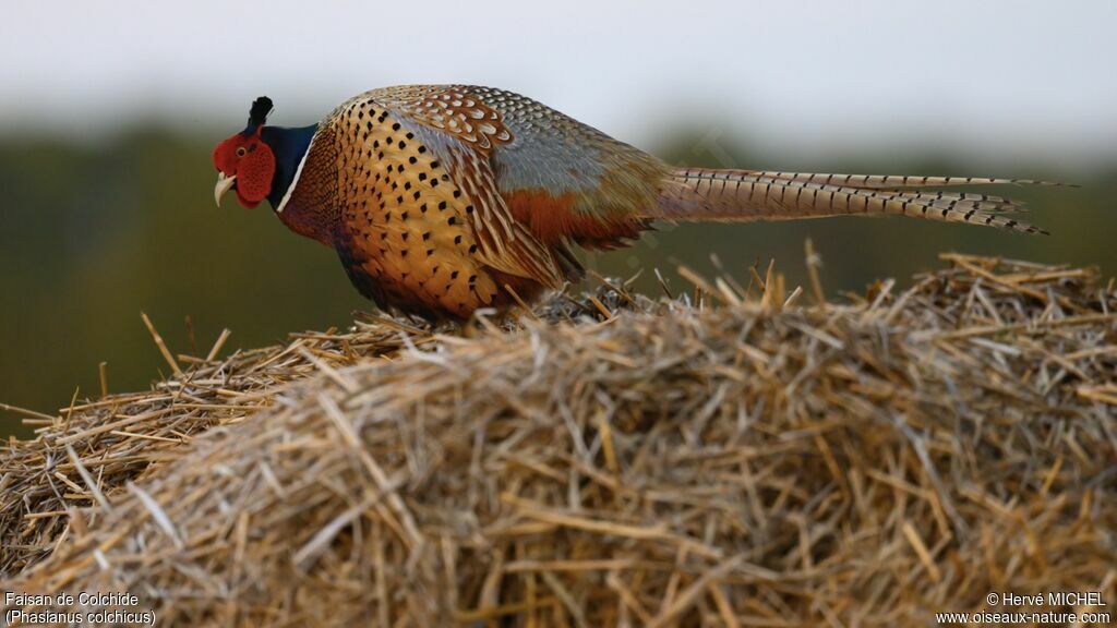 Common Pheasant male adult breeding, courting display