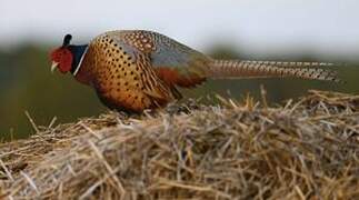 Common Pheasant