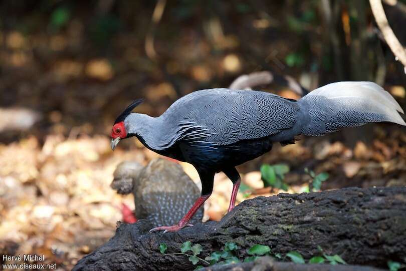 Faisan leucomèle mâle adulte, identification