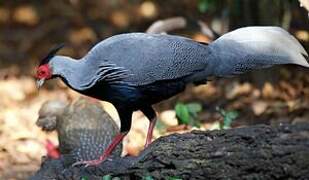 Kalij Pheasant