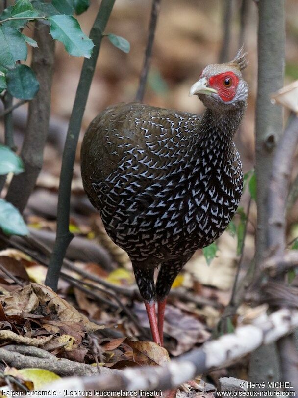 Kalij Pheasant female adult