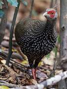 Kalij Pheasant