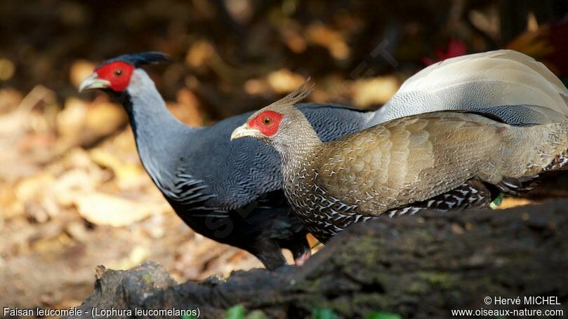 Kalij Pheasantadult