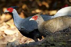 Kalij Pheasant