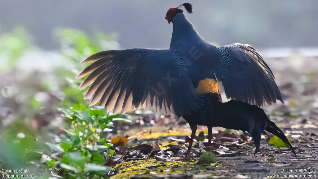 Siamese Fireback male adult