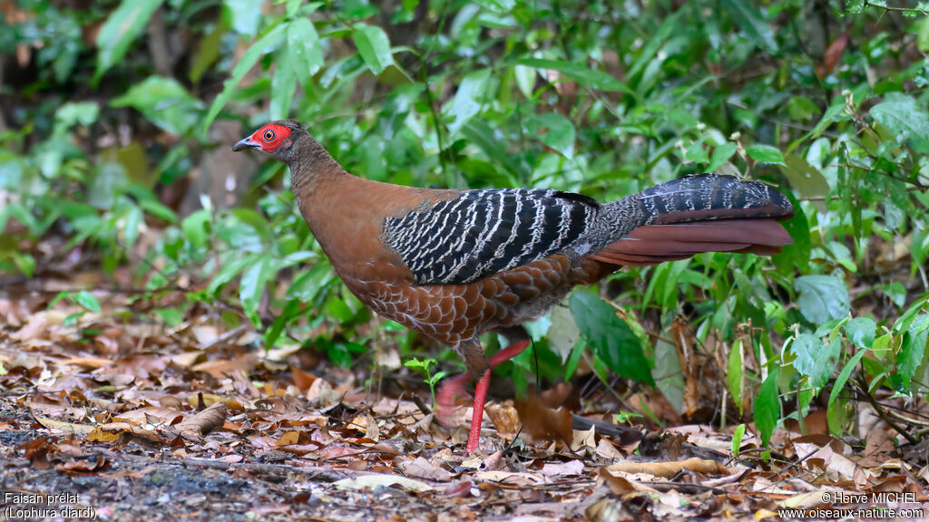 Siamese Fireback