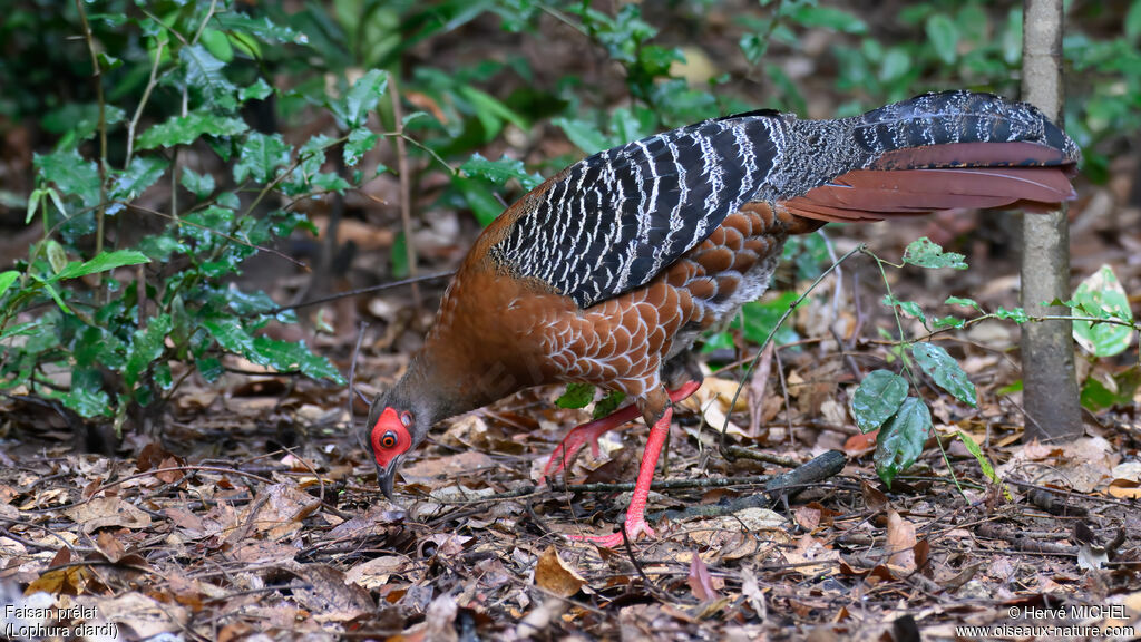 Siamese Fireback female adult