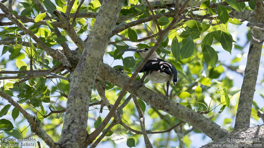 Sickle-billed Vanga