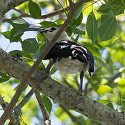 Sickle-billed Vanga