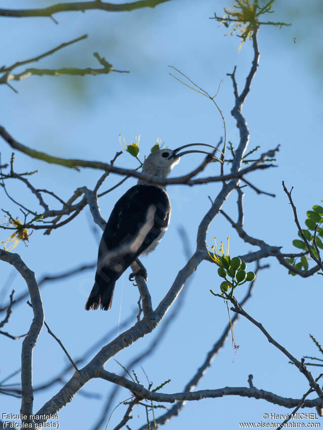 Sickle-billed Vanga