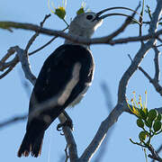 Sickle-billed Vanga