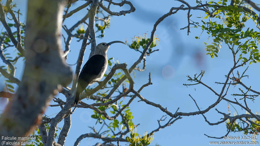 Sickle-billed Vanga