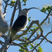 Sickle-billed Vanga