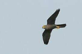 Grey Kestrel