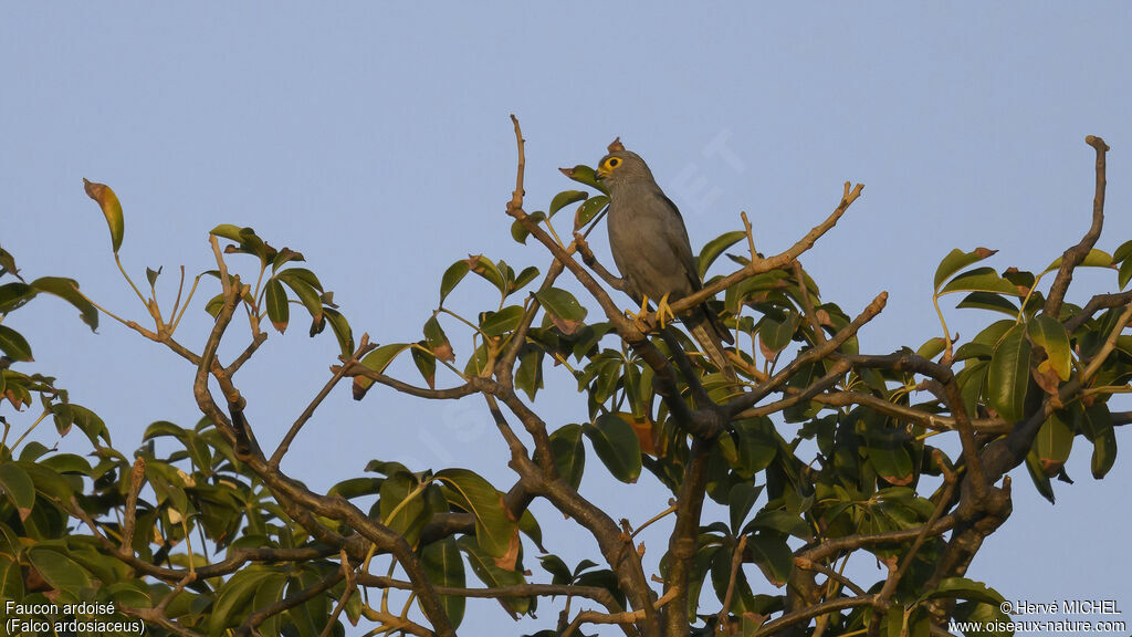 Grey Kestrel