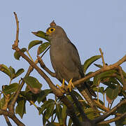 Grey Kestrel