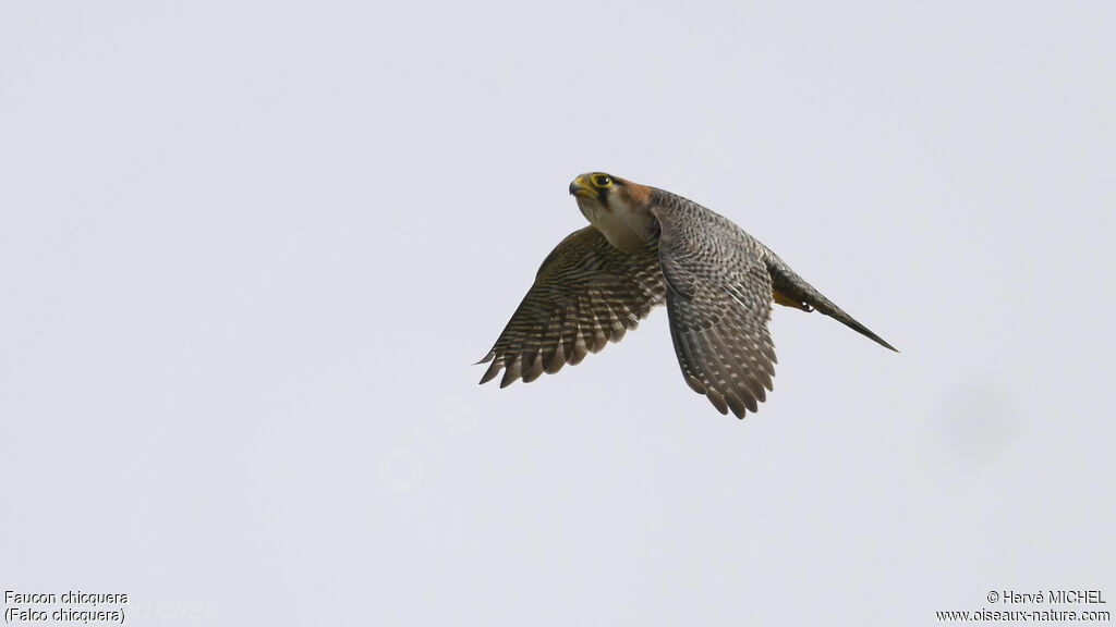 Red-necked Falcon