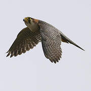 Red-necked Falcon