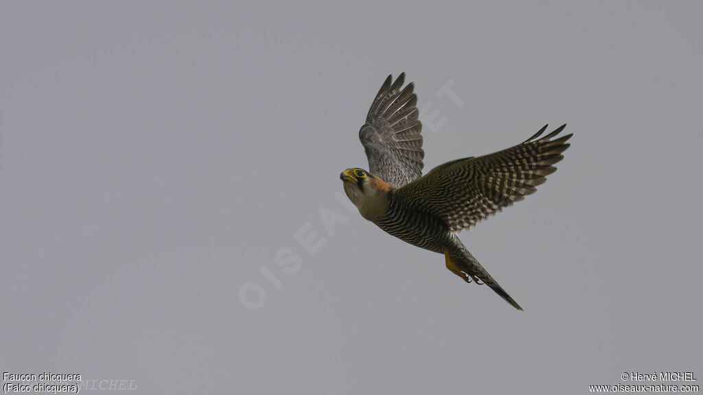 Red-necked Falcon