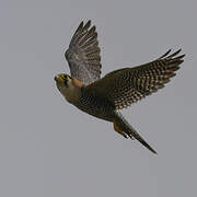 Red-necked Falcon