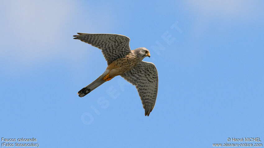 Common Kestrel male adult