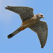 Common Kestrel