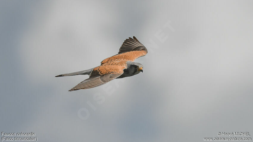 Common Kestrel male adult