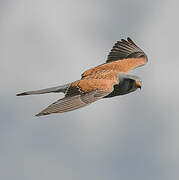 Common Kestrel