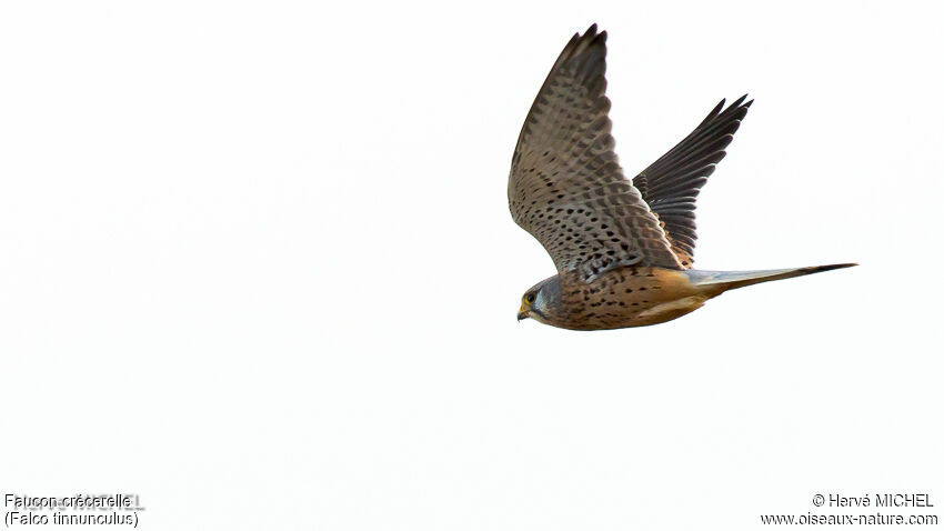 Common Kestrel male adult