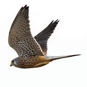 Common Kestrel