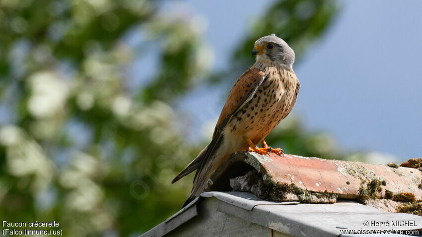 Common Kestrel male adult