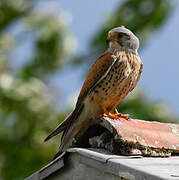 Common Kestrel