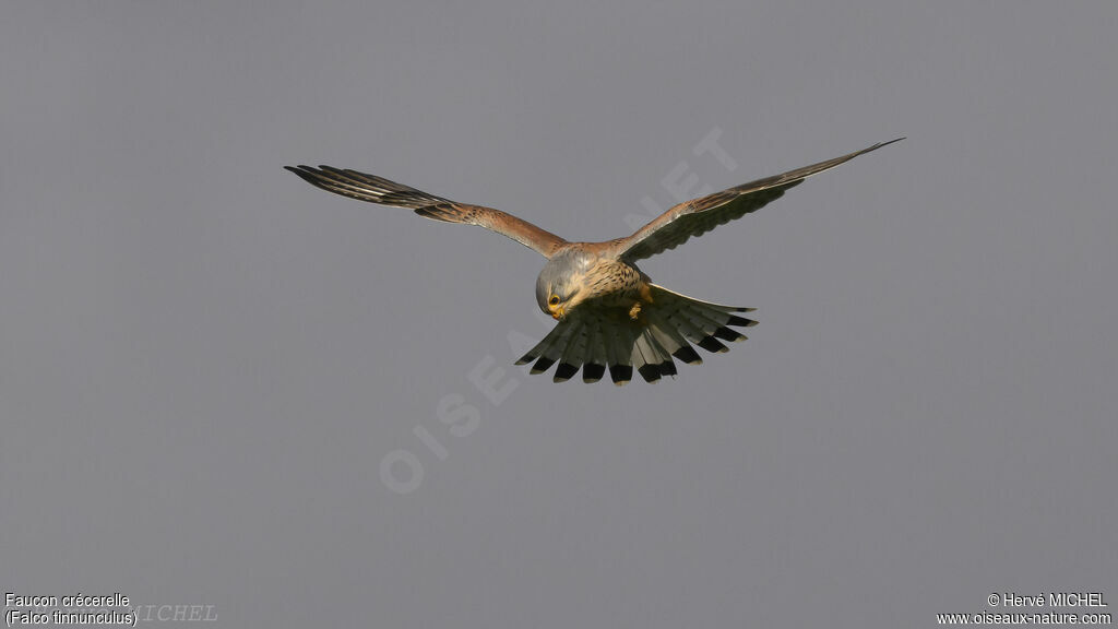 Common Kestrel male adult