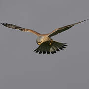 Common Kestrel