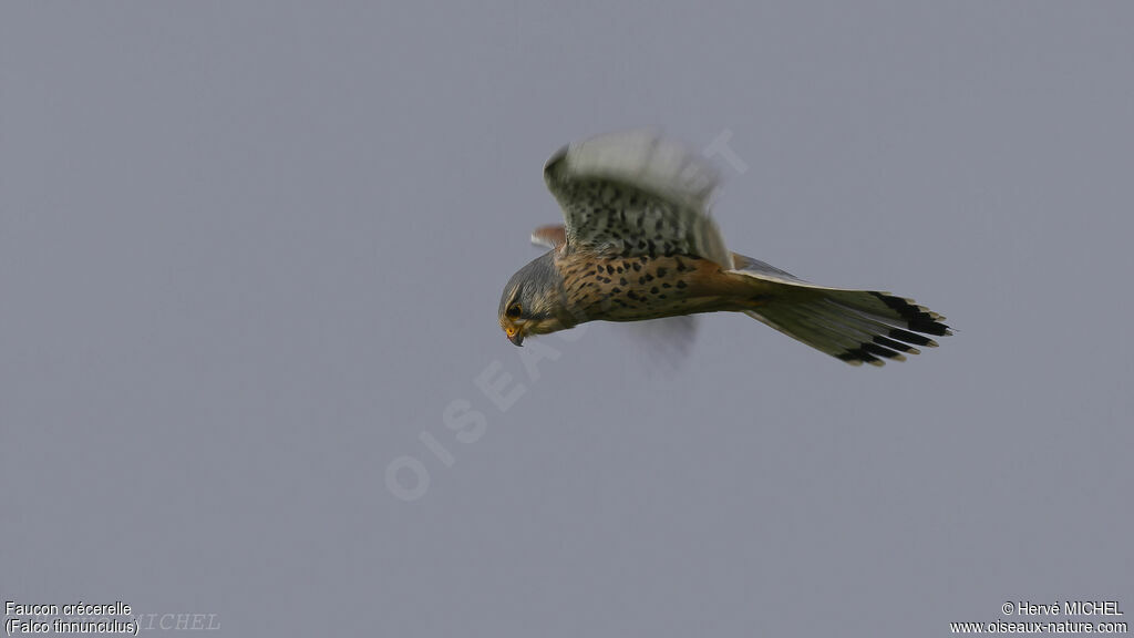 Common Kestrel male adult