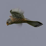 Common Kestrel