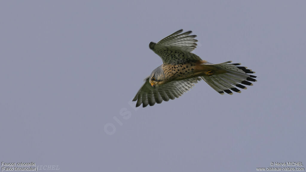 Common Kestrel