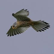 Common Kestrel