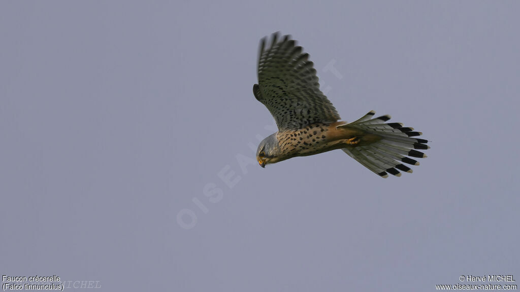 Common Kestrel