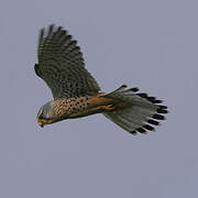 Common Kestrel